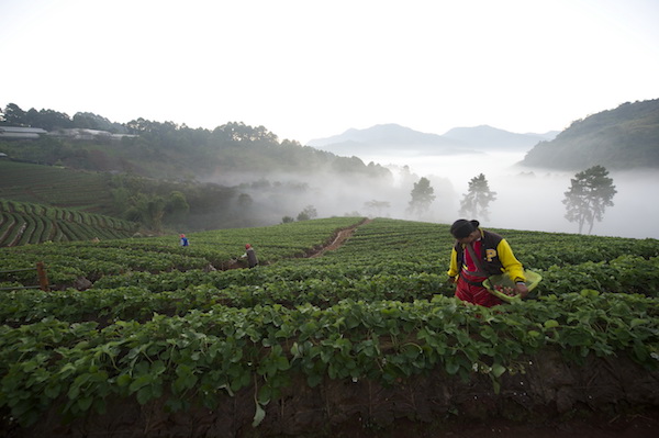 Doi Ang Kha