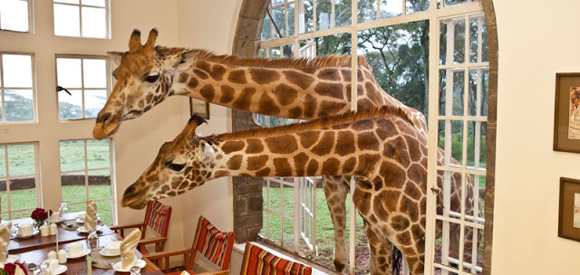 Double Takes: Giraffe Manor: KenyaDouble Takes Blog
